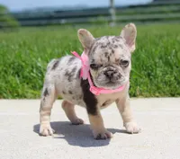Bonnie, a female French Bulldog for sale in Fresno, OH – 1 of 6