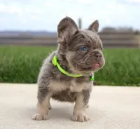 Hank, a male French Bulldog for sale in Fresno, OH – Photo 3 of 5