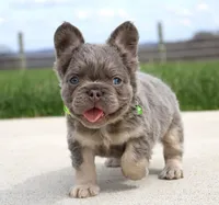 Hank, a male French Bulldog for sale in Fresno, OH – Photo 1 of 5