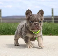 Hank, a male French Bulldog for sale in Fresno, OH – Photo 2 of 5