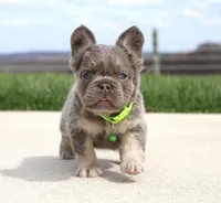 Hank, a male French Bulldog for sale in Fresno, OH – Photo 5 of 5