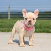 Buttercup (SOLD), a female French Bulldog for sale in Fresno, OH – 6 of 8