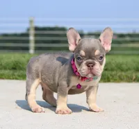 Chanelle, a female French Bulldog for sale in Fresno, OH – 6 of 8