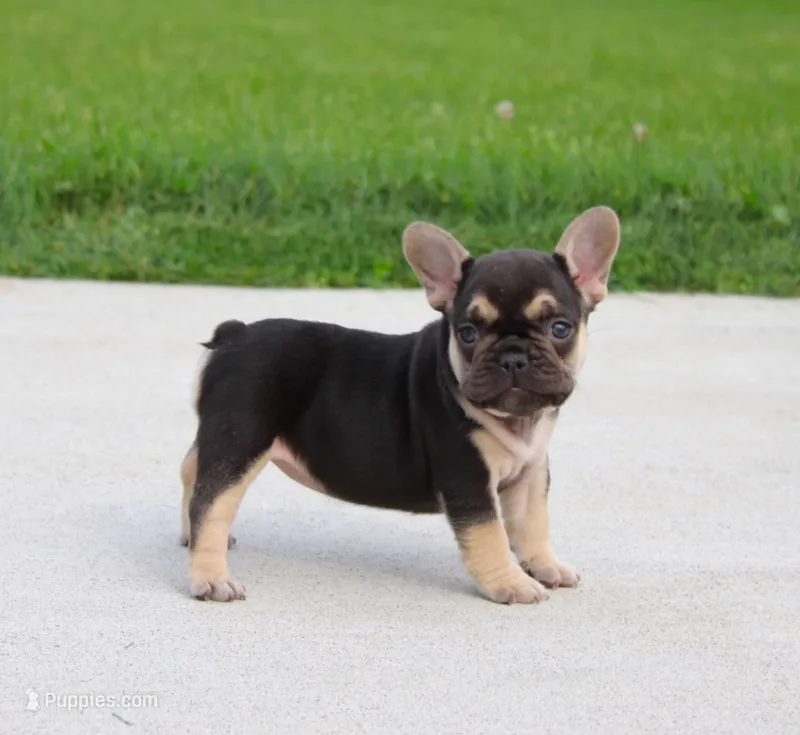 Mocha – French Bulldog puppy for sale in Fresno, OH