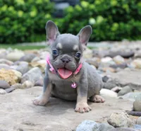 Polly (SOLD), a female French Bulldog for sale in Fresno, OH – 3 of 4