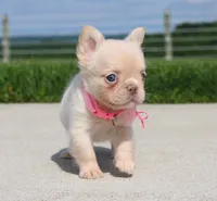 Buttercup, a female French Bulldog for sale in Fresno, OH – 5 of 7