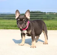 Stella, a female French Bulldog for sale in Fresno, OH – 3 of 10