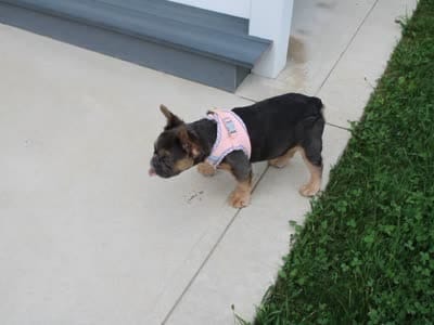 Jana, a female French Bulldog for sale in Fresno, OH – 5 of 10