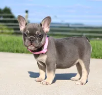 Gloria, a female French Bulldog for sale in Fresno, OH – 1 of 7