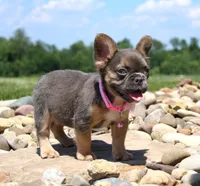 Jana, a female French Bulldog for sale in Fresno, OH – 5 of 10