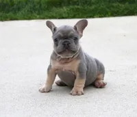 Bentley, a male French Bulldog for sale in Fresno, OH – 2 of 5