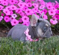 Mia, a female French Bulldog for sale in Fresno, OH – Photo 3 of 9