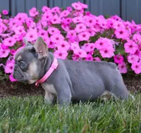 Mia, a female French Bulldog for sale in Fresno, OH – Photo 5 of 9