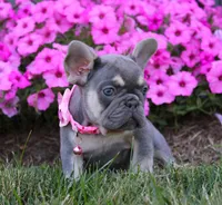 Mia, a female French Bulldog for sale in Fresno, OH – Photo 4 of 9