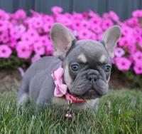 Mia, a female French Bulldog for sale in Fresno, OH – Photo 6 of 9
