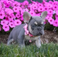 Mia, a female French Bulldog for sale in Fresno, OH – Photo 1 of 9