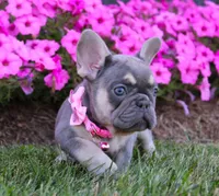 Mia, a female French Bulldog for sale in Fresno, OH – Photo 2 of 9