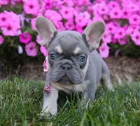 Mia, a female French Bulldog for sale in Fresno, OH – Photo 7 of 9