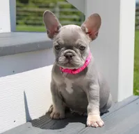 Lilly (SOLD), a female French Bulldog for sale in Fresno, OH – 5 of 9