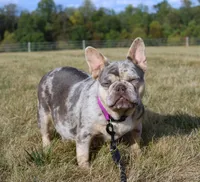 Tanya, a female French Bulldog for sale in Fresno, OH – 7 of 7