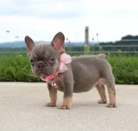 Porcha, a female French Bulldog for sale in Fresno, OH – 3 of 7