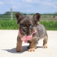 Jana, a female French Bulldog for sale in Fresno, OH – 5 of 8
