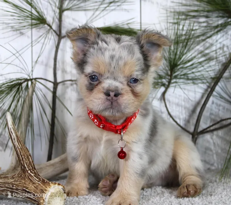 Milo, a male French Bulldog for sale in Fresno, OH – Photo 1 of 5