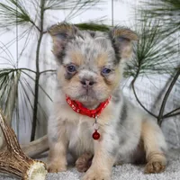 Milo (Reserved), a male French Bulldog for sale in Fresno, OH – Photo 1 of 7