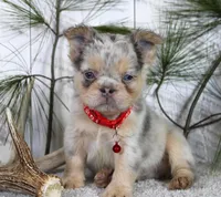 Milo, a male French Bulldog for sale in Fresno, OH – Photo 1 of 5