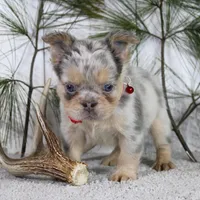 Milo (Reserved), a male French Bulldog for sale in Fresno, OH – Photo 5 of 7