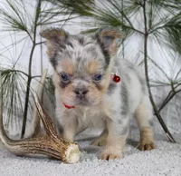 Milo, a male French Bulldog for sale in Fresno, OH – Photo 5 of 5