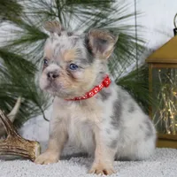 Milo (Reserved), a male French Bulldog for sale in Fresno, OH – Photo 3 of 7