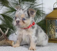 Milo, a male French Bulldog for sale in Fresno, OH – Photo 3 of 5