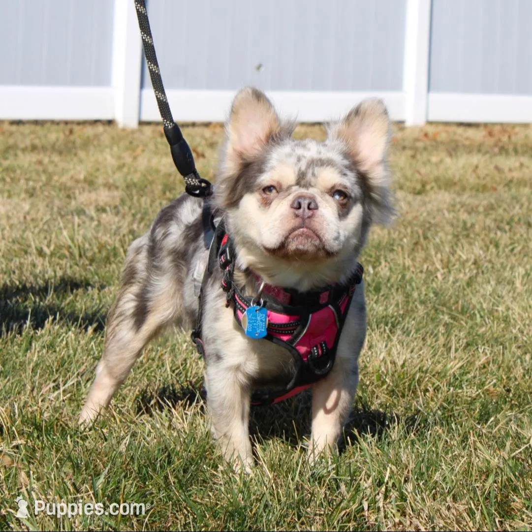 Milo (Reserved), a male French Bulldog for sale in Fresno, OH – Photo 7 of 7