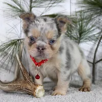 Milo (Reserved), a male French Bulldog for sale in Fresno, OH – Photo 2 of 7