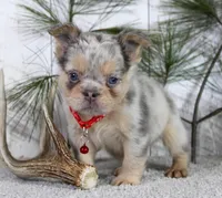 Milo, a male French Bulldog for sale in Fresno, OH – Photo 2 of 5