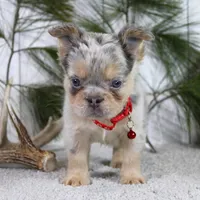 Milo (Reserved), a male French Bulldog for sale in Fresno, OH – Photo 4 of 7