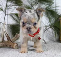 Milo, a male French Bulldog for sale in Fresno, OH – Photo 4 of 5