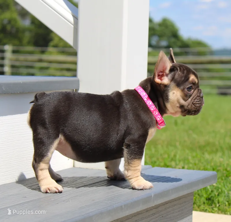 Mocha – French Bulldog puppy for sale in Fresno, OH