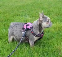 Jana, a female French Bulldog for sale in Fresno, OH – 8 of 8