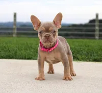 Tanya, a female French Bulldog for sale in Fresno, OH – 2 of 7