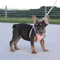 Sasha, a female French Bulldog for sale in Fresno, OH – 4 of 5