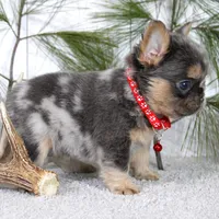 Winston (Reserved), a male French Bulldog for sale in Fresno, OH – Photo 3 of 7