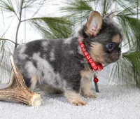 Winston, a male French Bulldog for sale in Fresno, OH – Photo 3 of 5