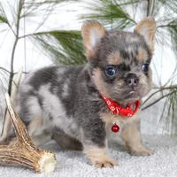 Winston (Reserved), a male French Bulldog for sale in Fresno, OH – Photo 4 of 7