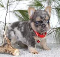 Winston, a male French Bulldog for sale in Fresno, OH – Photo 4 of 5