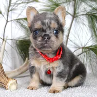 Winston (Reserved), a male French Bulldog for sale in Fresno, OH – Photo 2 of 7