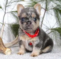 Winston, a male French Bulldog for sale in Fresno, OH – Photo 2 of 5