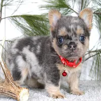 Winston (Reserved), a male French Bulldog for sale in Fresno, OH – Photo 1 of 7