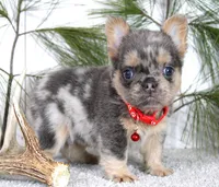 Winston, a male French Bulldog for sale in Fresno, OH – Photo 1 of 5